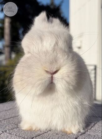 CBA Rabbitry bunny