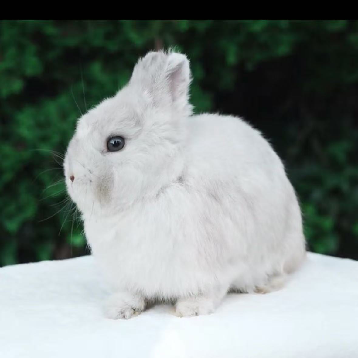 CBA Rabbitry
