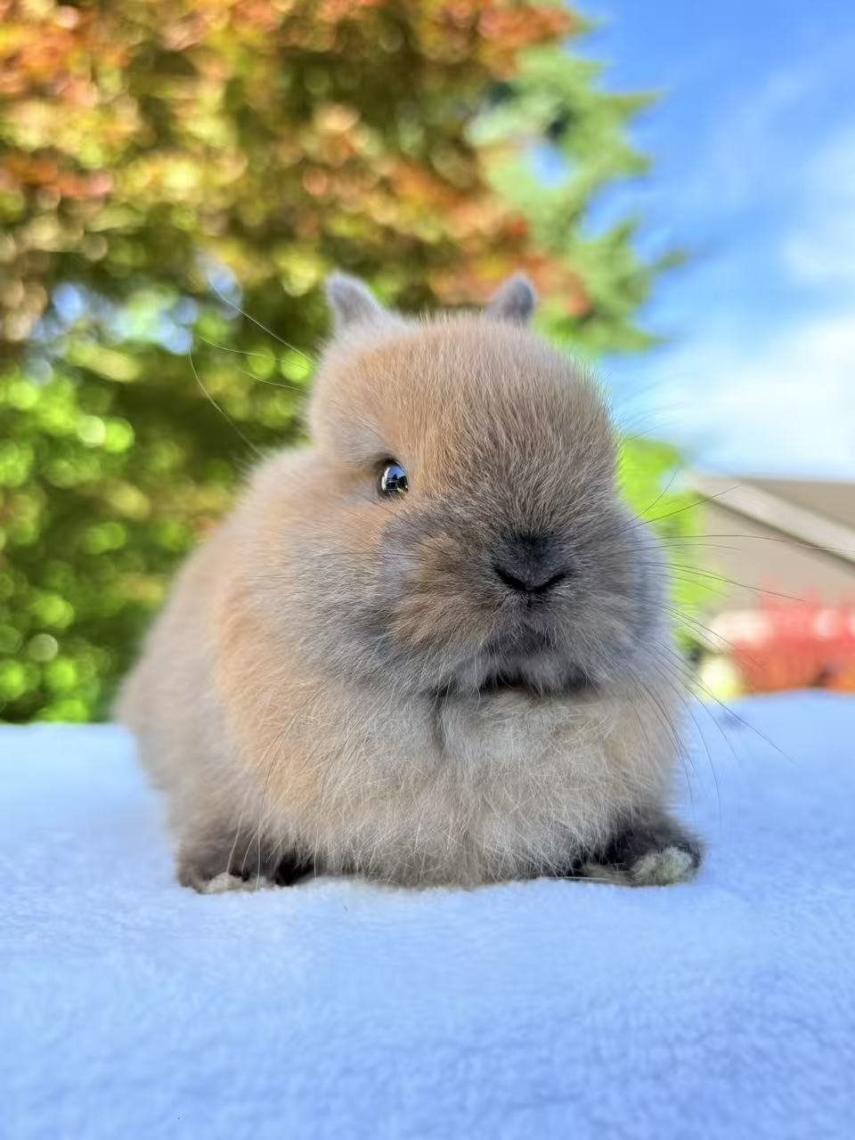 CBA Rabbitry