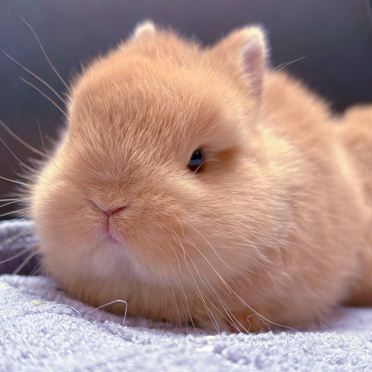 Muffin