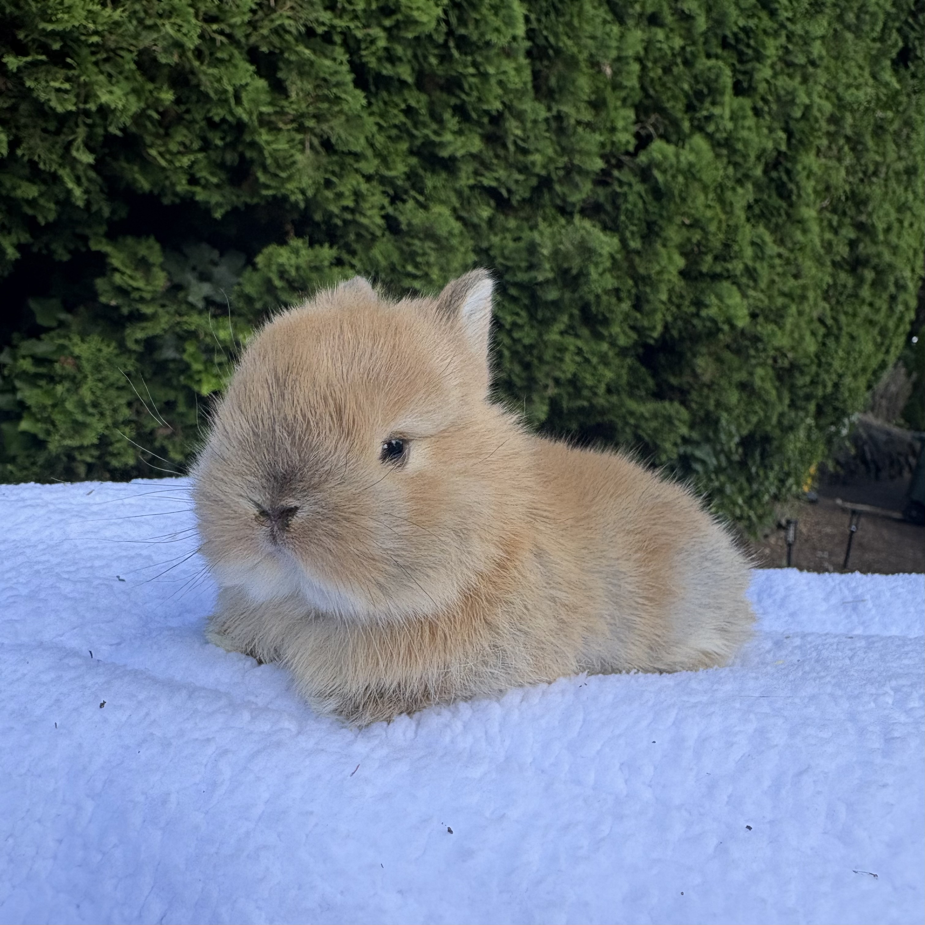 CBA Rabbitry