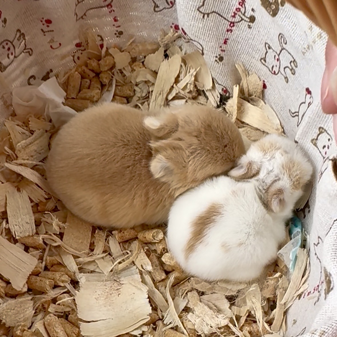 March Litter Is Here!