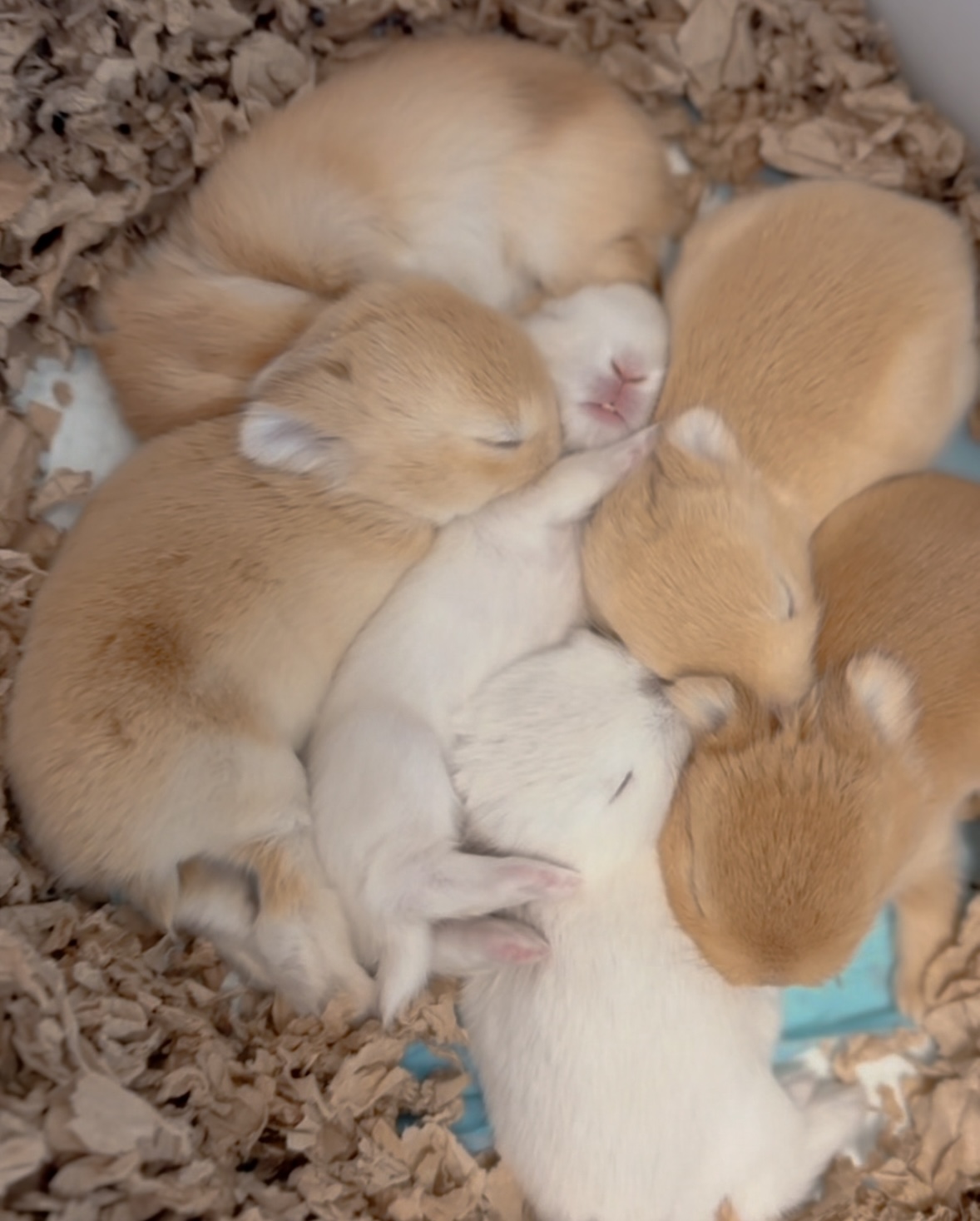 3 New Litters — 6 Kits Born!