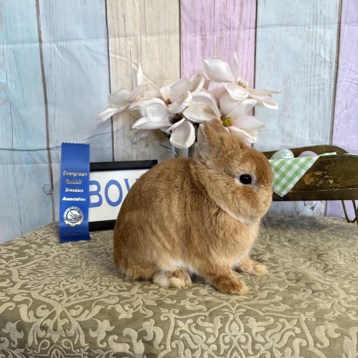 First place Netherland Dwarf winner at ERBA show